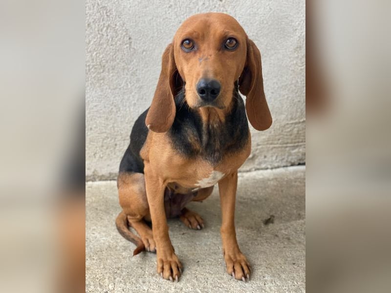 Tivra, geb. ca. 04/2023, lebt in GRIECHENLAND, im städt. Tierheim Serres