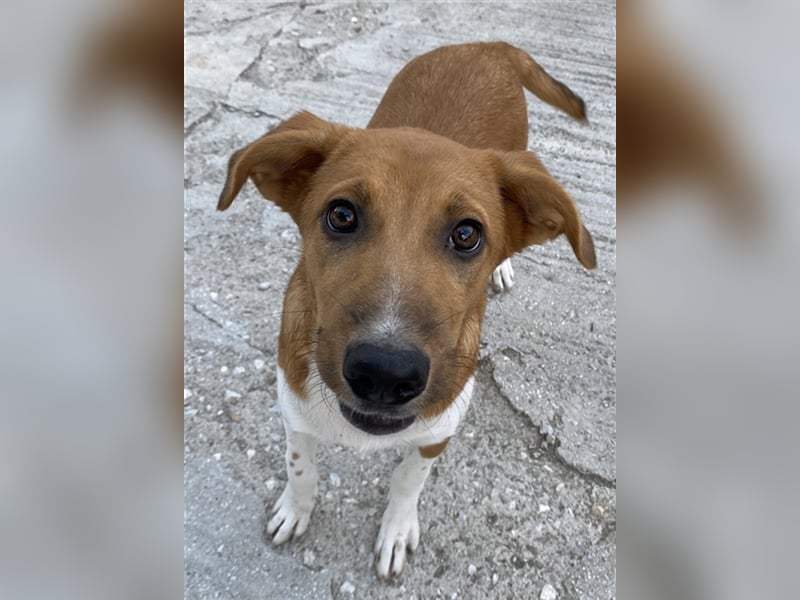 Rahel, geb. ca. 05/2021, lebt in GRIECHENLAND, auf einer privaten Pflegestelle