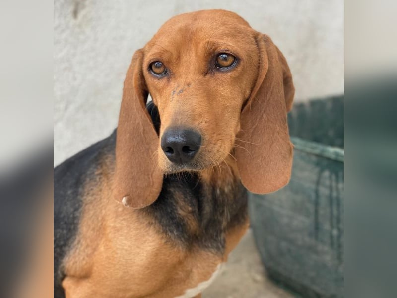 Tivra, geb. ca. 04/2023, lebt in GRIECHENLAND, im städt. Tierheim Serres