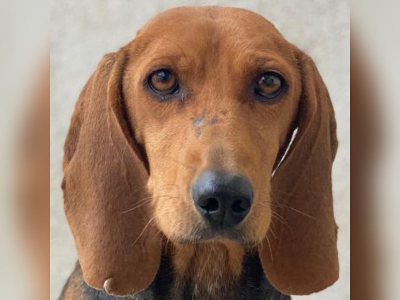 Tivra, geb. ca. 04/2023, lebt in GRIECHENLAND, im städt. Tierheim Serres