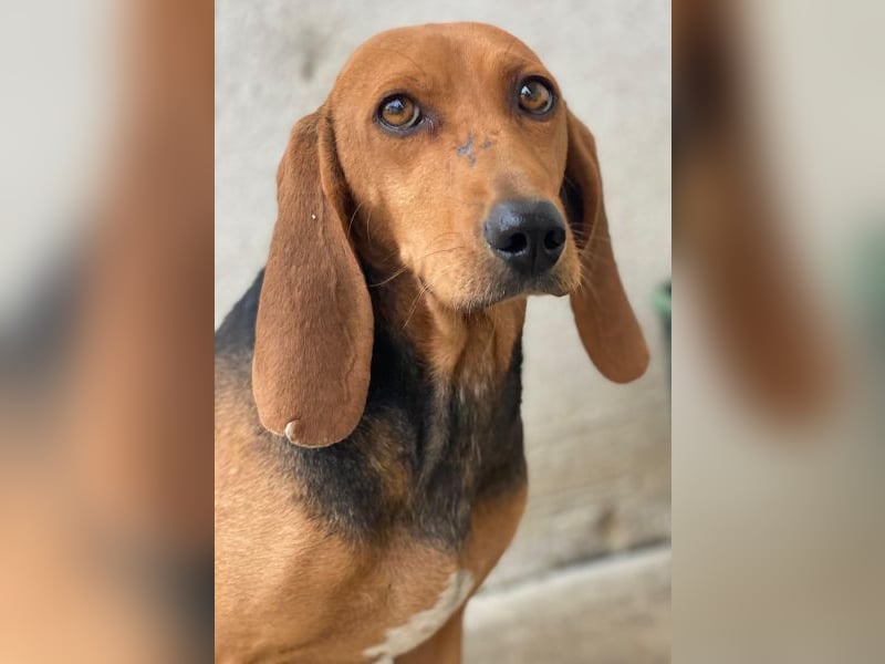 Tivra, geb. ca. 04/2023, lebt in GRIECHENLAND, im städt. Tierheim Serres