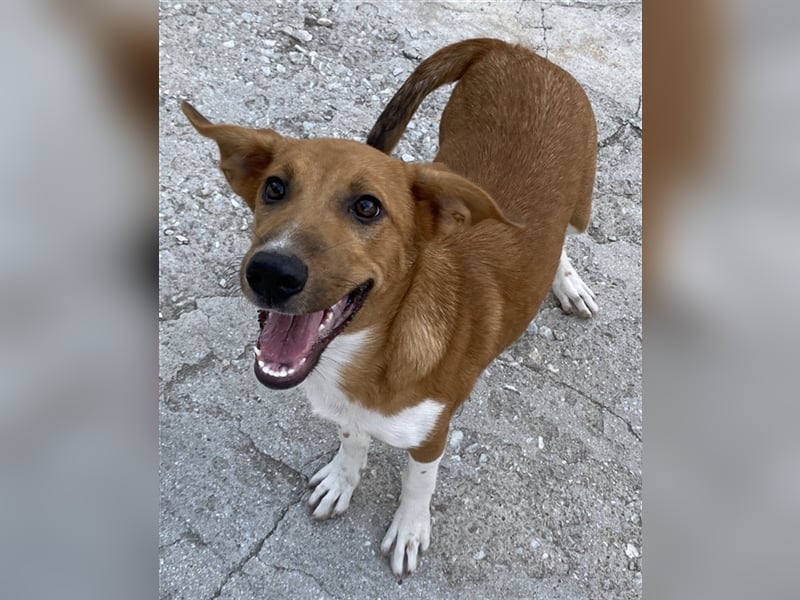 Rahel, geb. ca. 05/2021, lebt in GRIECHENLAND, auf einer privaten Pflegestelle