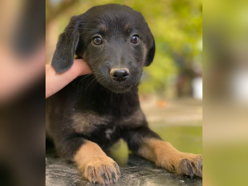 Soufflé, geb. ca. 08/2025, lebt in GRIECHENLAND, auf einer privaten Pflegestelle