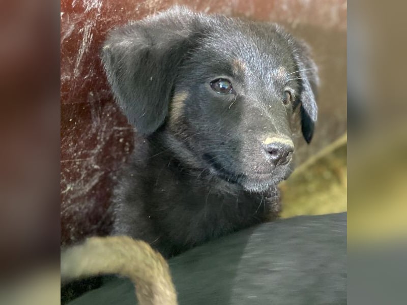 Soufflé, geb. ca. 08/2025, lebt in GRIECHENLAND, auf einer privaten Pflegestelle