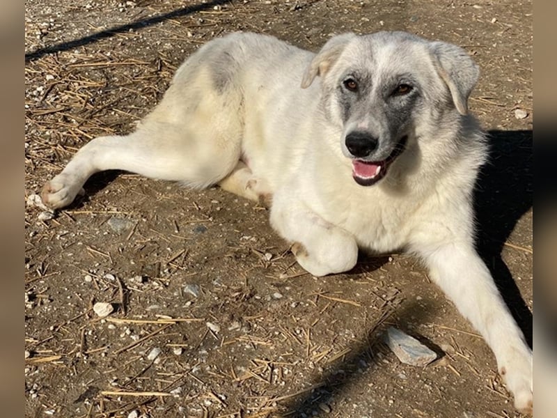 Charlina, geb. ca. 04/2021, lebt in GRIECHENLAND, im städt. Tierheim Serres