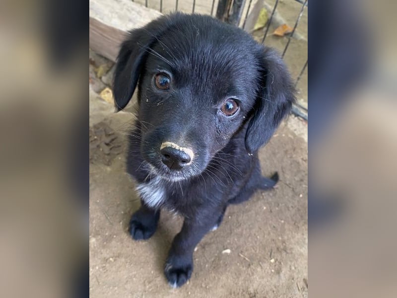 Macaron, geb. ca. 08/2025, lebt in GRIECHENLAND, auf einer privaten Pflegestelle