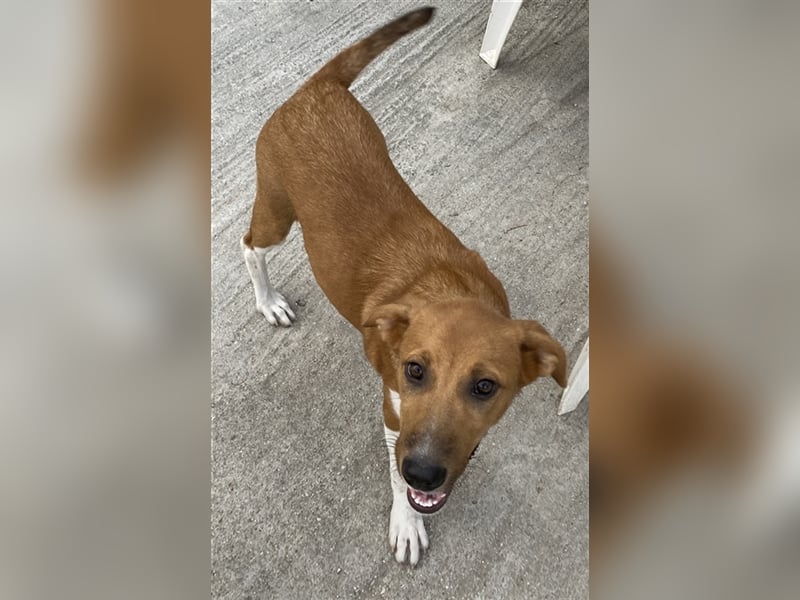 Rahel, geb. ca. 05/2021, lebt in GRIECHENLAND, auf einer privaten Pflegestelle