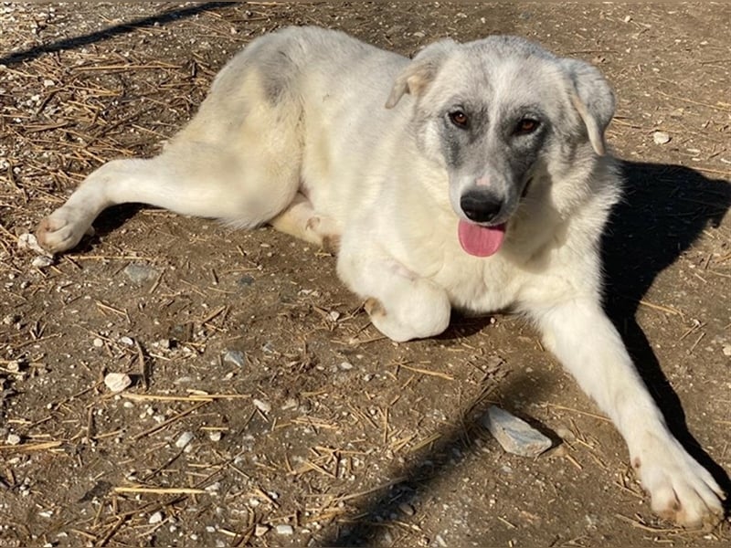 Charlina, geb. ca. 04/2021, lebt in GRIECHENLAND, im städt. Tierheim Serres