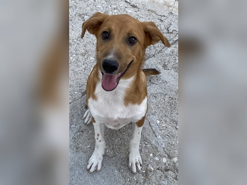 Rahel, geb. ca. 05/2021, lebt in GRIECHENLAND, auf einer privaten Pflegestelle