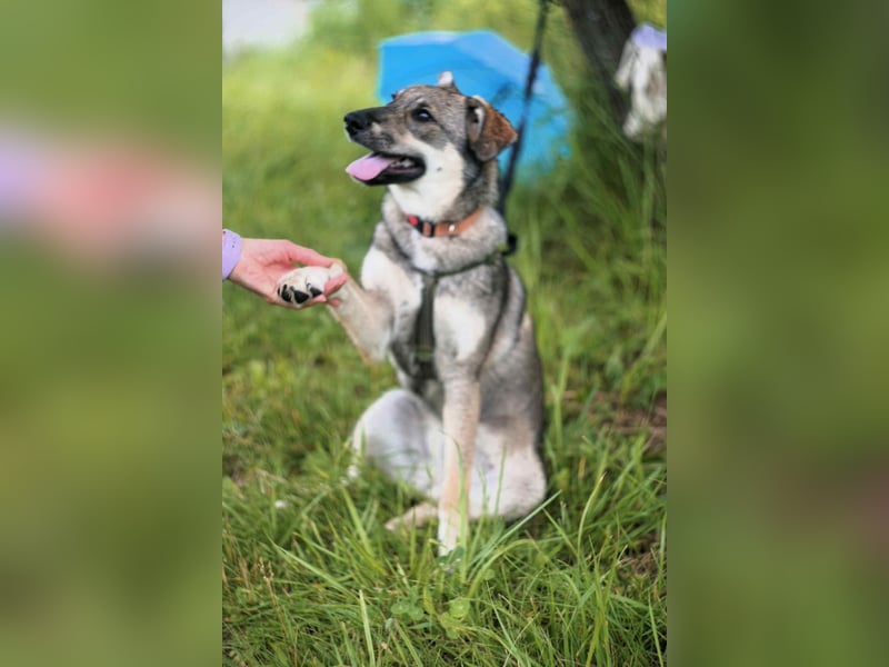 Verschmuste Vivien sucht liebevolles Zuhause