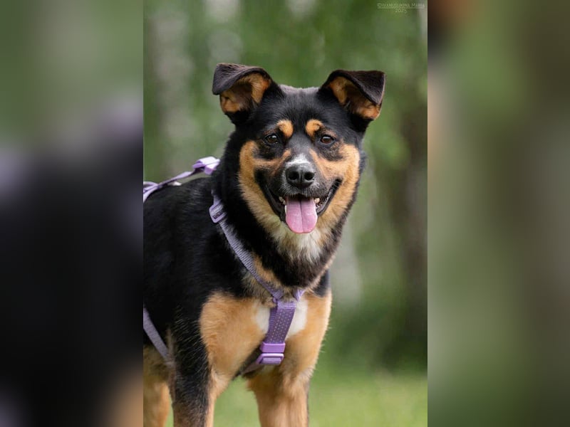 Sensible Lusha sucht warmes Körbchen