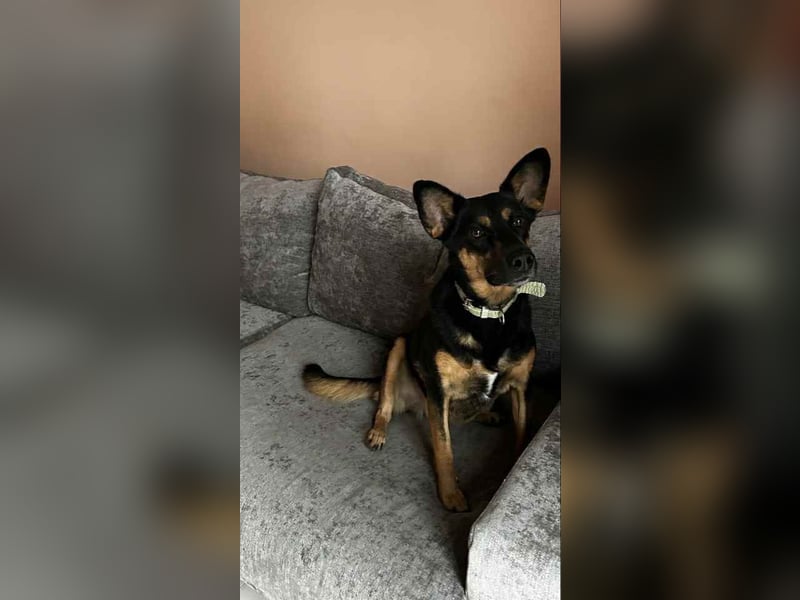 Verschmuste Michelle sucht warmes Körbchen Verschmuste Michelle sucht warmes Körbchen