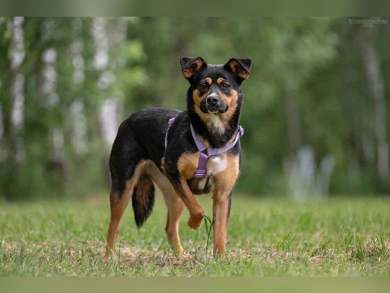 Sensible Lusha sucht warmes Körbchen