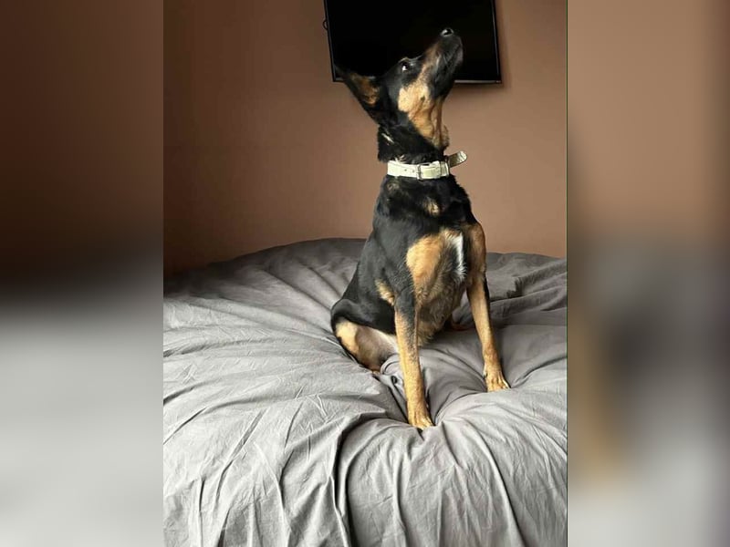 Verschmuste Michelle sucht warmes Körbchen Verschmuste Michelle sucht warmes Körbchen