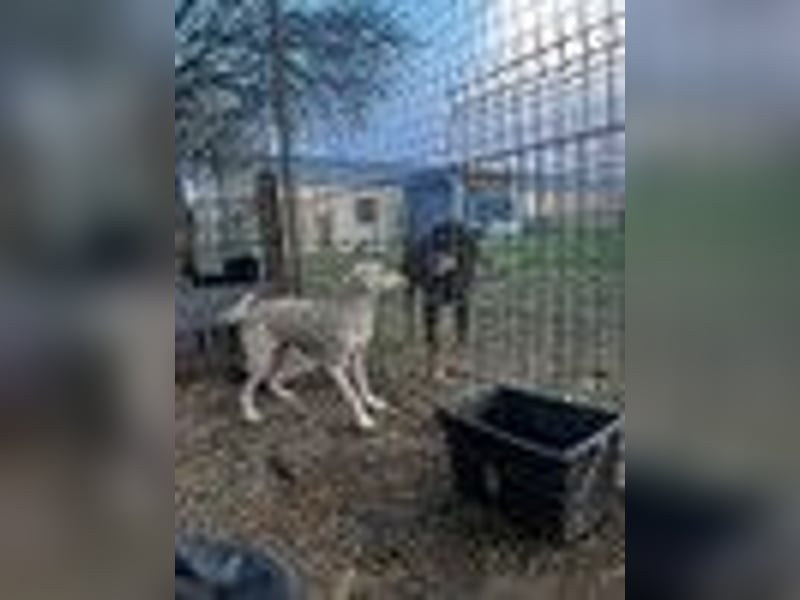ONNI - fröhlicher Junghund sucht sein Für-Immer-Zuhause
