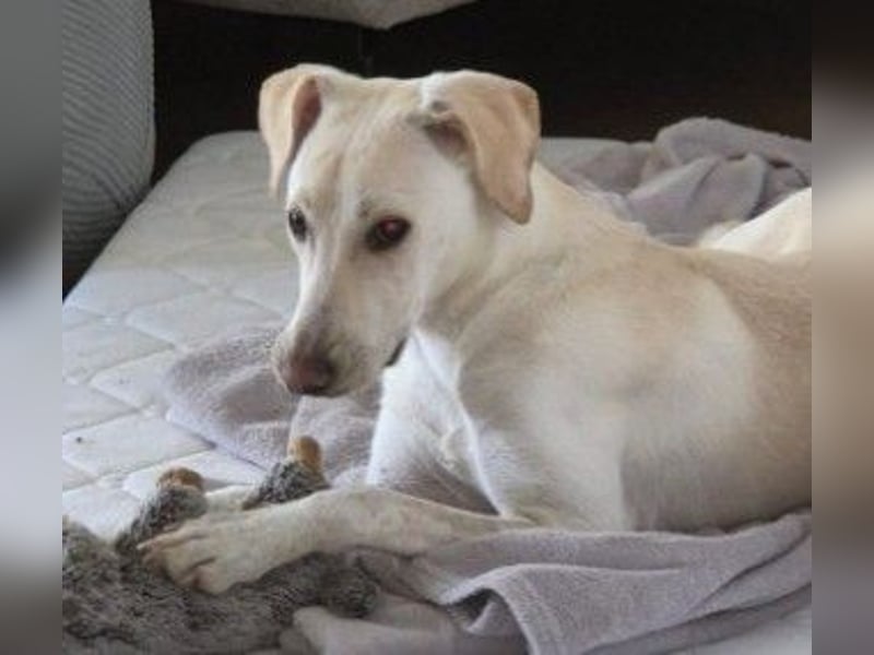 ONNI - fröhlicher Junghund sucht sein Für-Immer-Zuhause