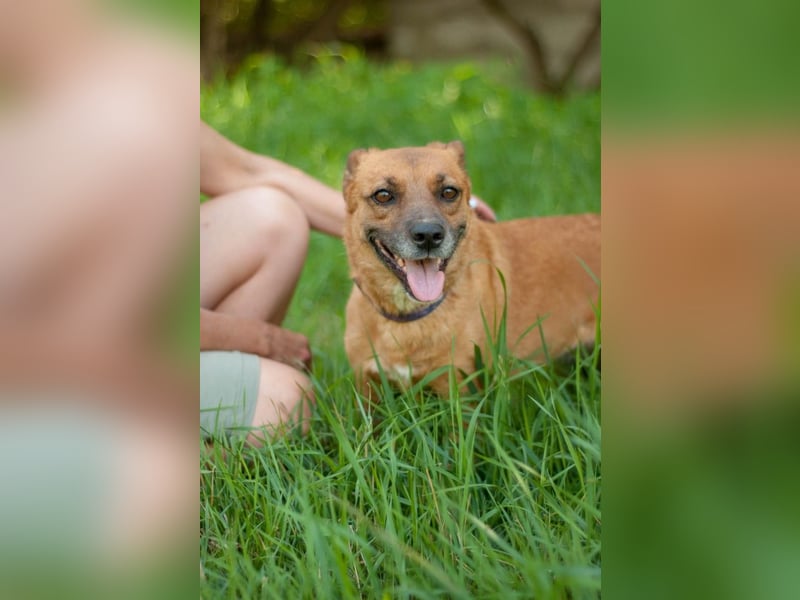 DOLLY Hingebungsvolle Hündin sucht ihre Menschen (Ukraine)
