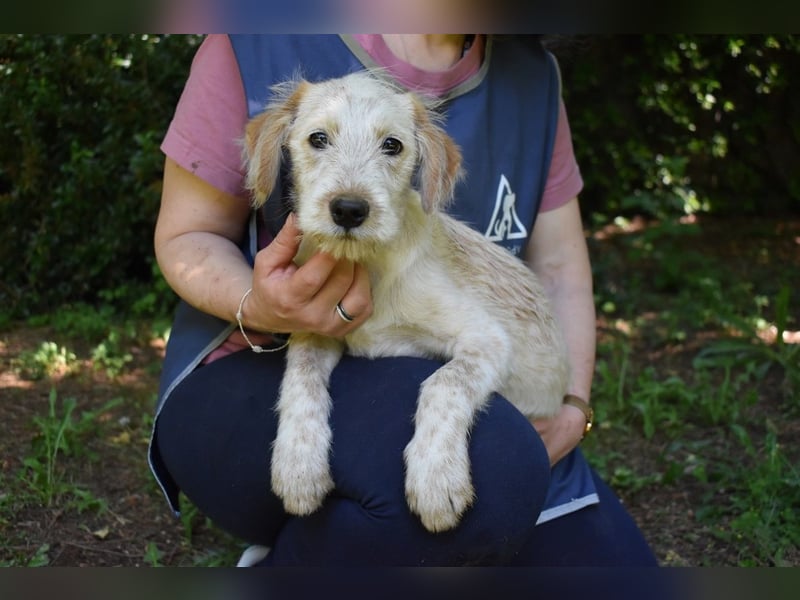 Sorrel - soll sich endlich mit Wonne im Gras wälzen dürfen