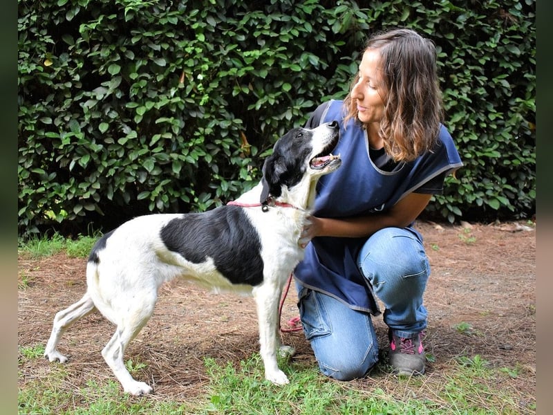 Bierenike - NOTFALL - Traumhund sucht bessere Zukunft