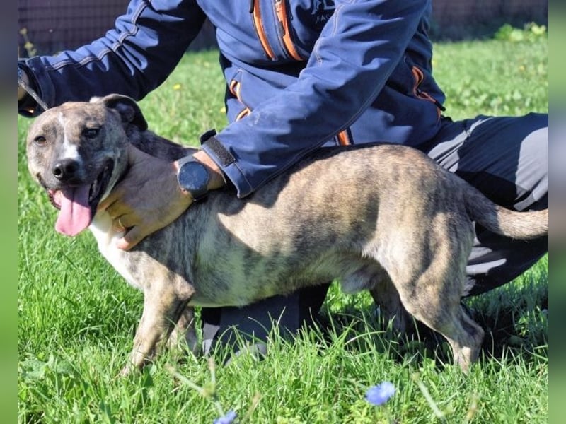 Dachsy - liebt ihn denn gar niemand?