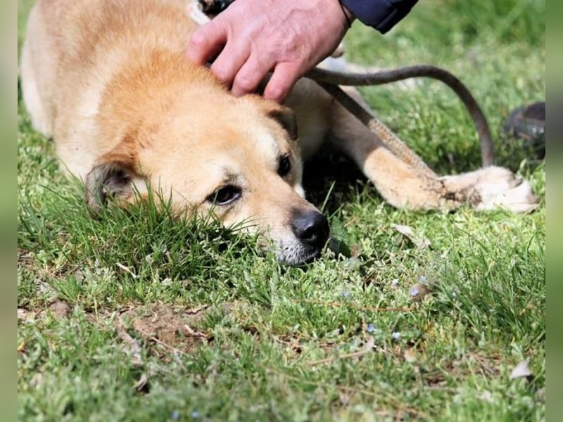 Stanwick - Nachholbedarf