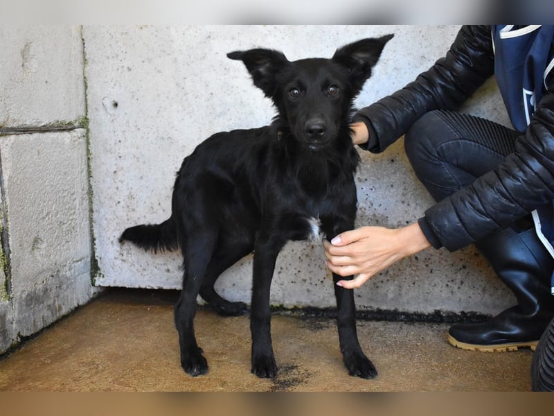 Nolwen - Das Märchen von den fünf Schwestern