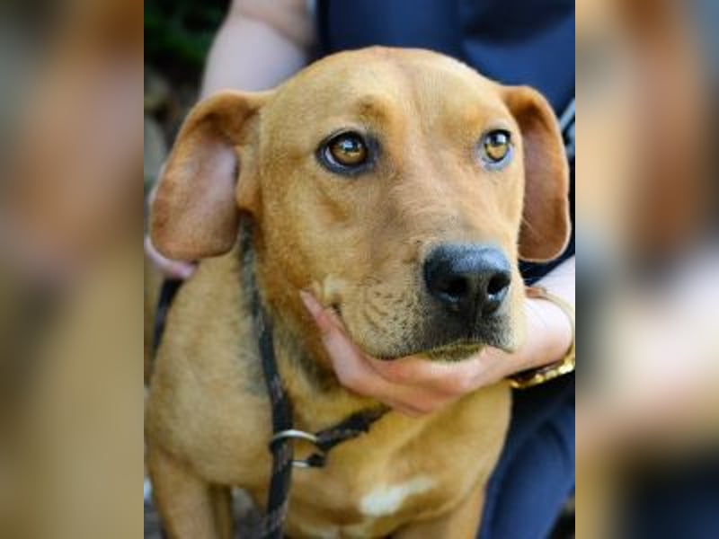 Linnea - Hauptsache ihr großes Herz passt in`s Körbchen Linnea - Hauptsache ihr großes Herz passt in`s Körbchen