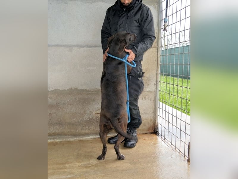 Perlyn - Charmante Ex-Sommerfigur mit Modelpotenzial