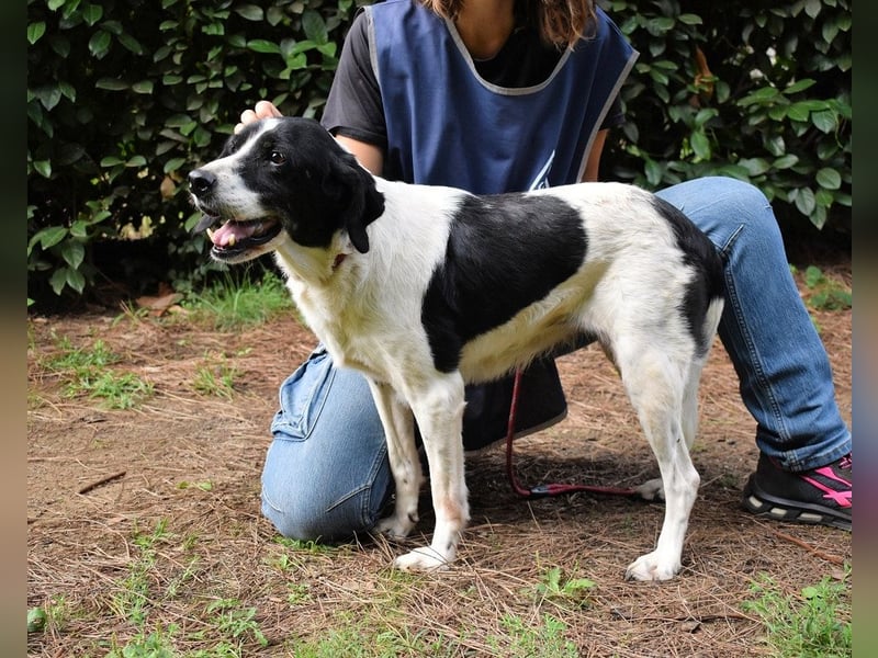 Bierenike - NOTFALL - Traumhund sucht bessere Zukunft