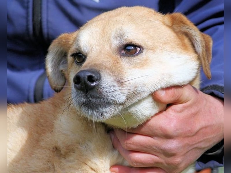 Stanwick - Nachholbedarf