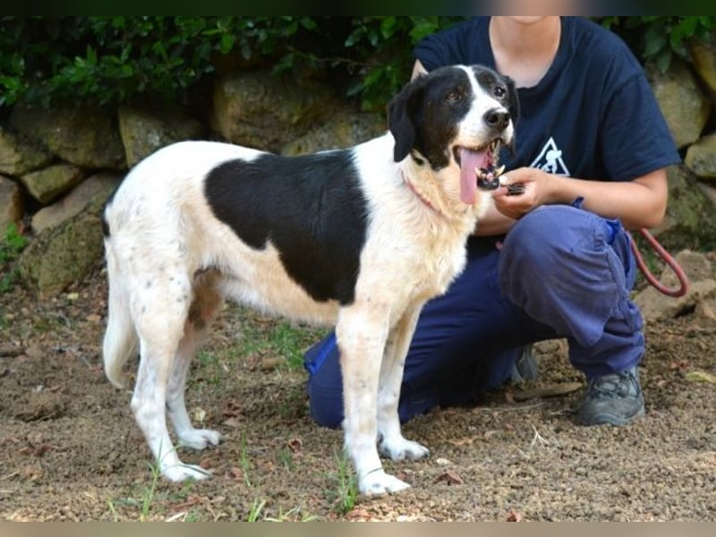 Bierenike - NOTFALL - Traumhund sucht bessere Zukunft