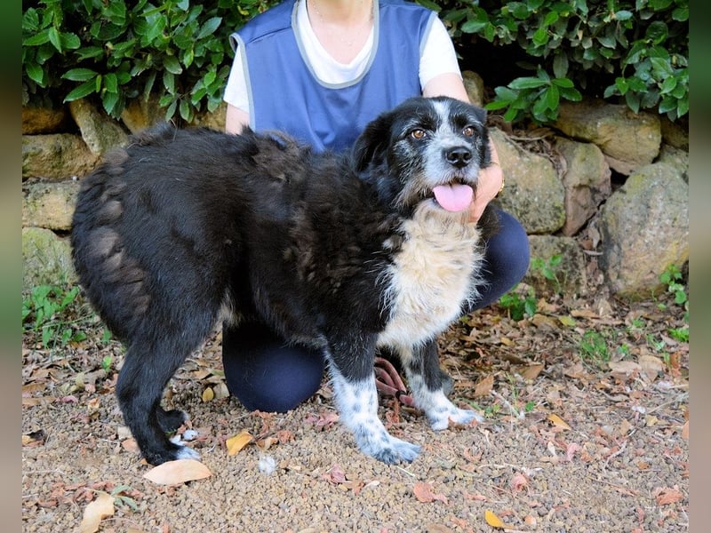 Dino - Gentleman auf Irrwegen