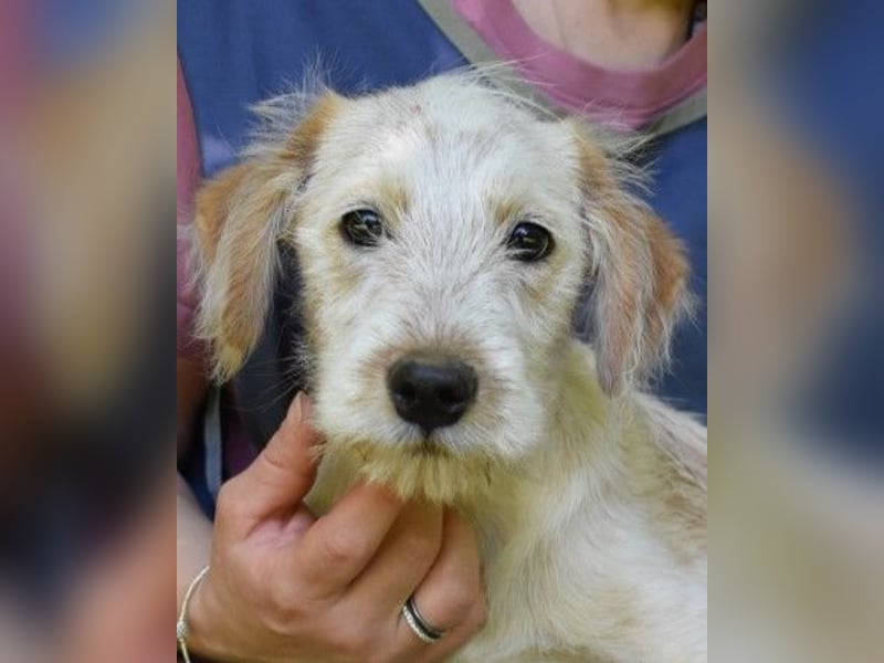 Sorrel - soll sich endlich mit Wonne im Gras wälzen dürfen