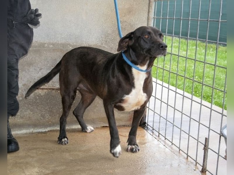 Perlyn - Charmante Ex-Sommerfigur mit Modelpotenzial