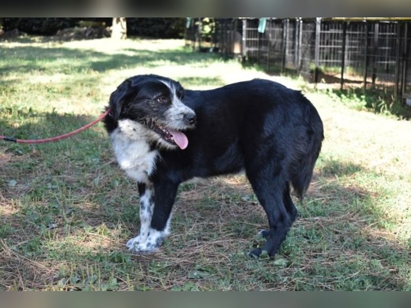 Dino - Gentleman auf Irrwegen