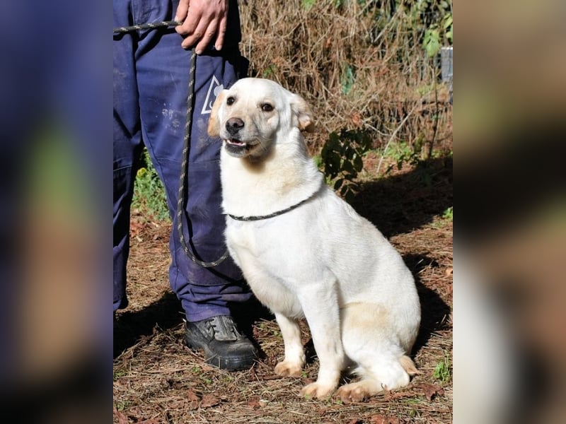 Prestyn - Ich hätte da einen Wunsch!
