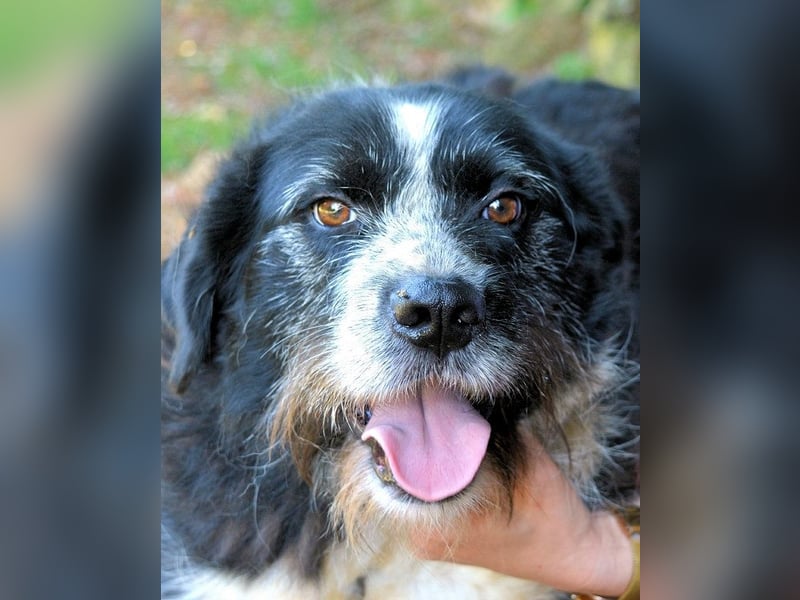 Dino - Gentleman auf Irrwegen