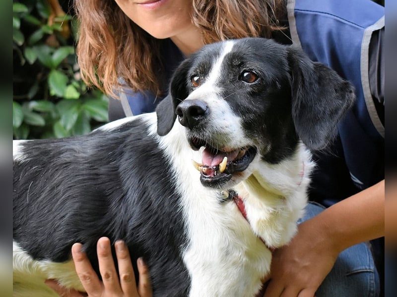 Bierenike - NOTFALL - Traumhund sucht bessere Zukunft