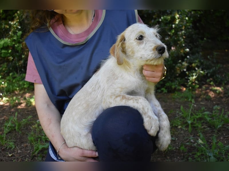 Sorrel - soll sich endlich mit Wonne im Gras wälzen dürfen