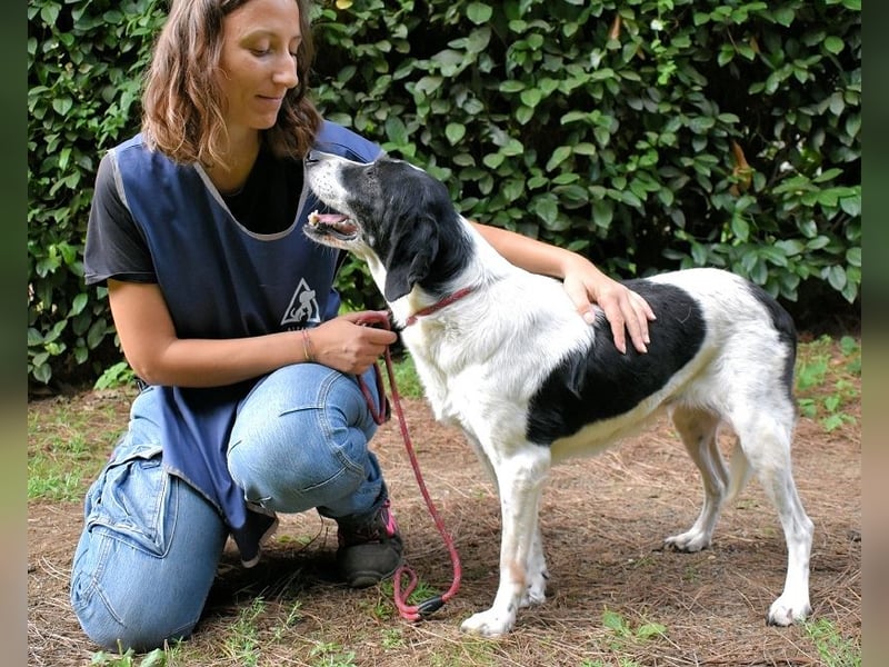 Bierenike - NOTFALL - Traumhund sucht bessere Zukunft