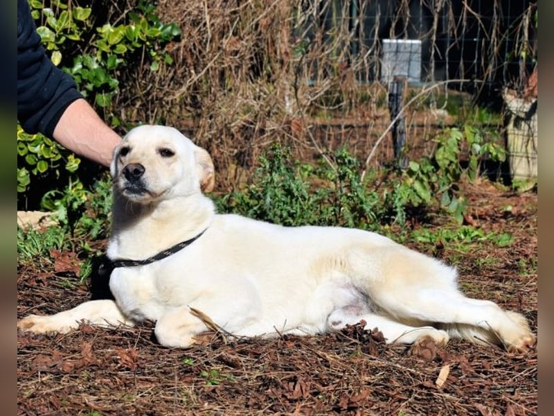 Prestyn - Ich hätte da einen Wunsch!