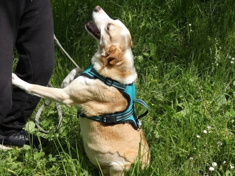 Chucky - NOTFALL- armes kleines Häschen