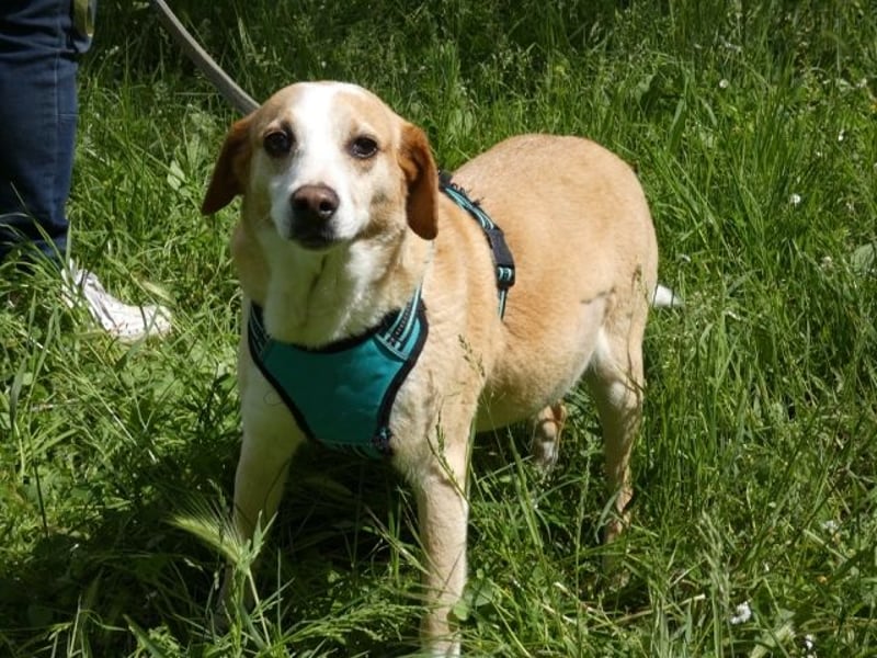 Chucky - NOTFALL- armes kleines Häschen