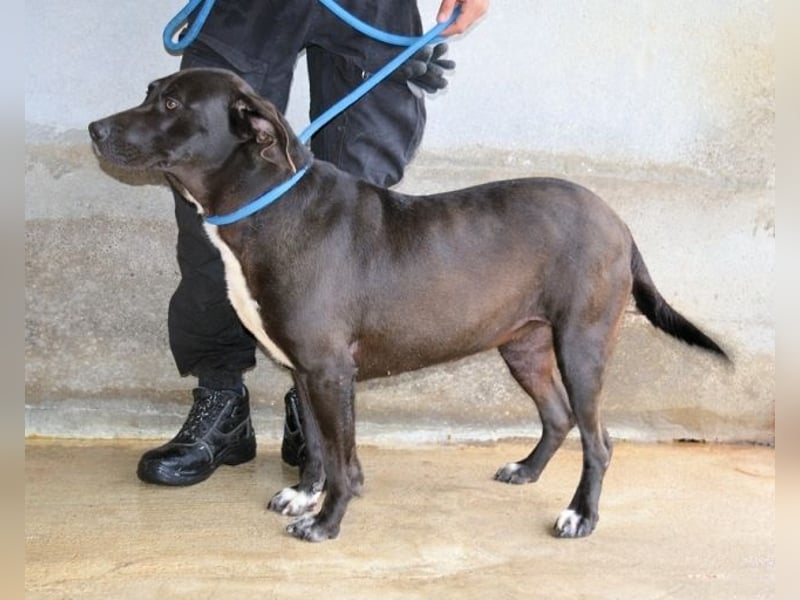 Perlyn - Charmante Ex-Sommerfigur mit Modelpotenzial