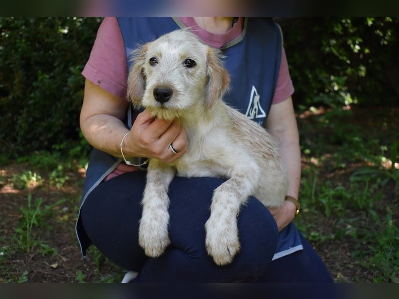 Sorrel - soll sich endlich mit Wonne im Gras wälzen dürfen