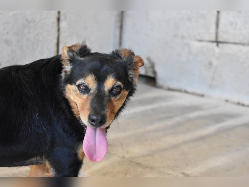 Grigor - Kleiner Angsthase sucht großes Verständnis