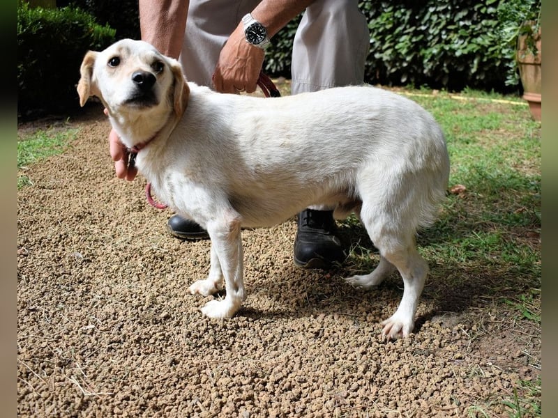 Prestyn - Ich hätte da einen Wunsch!