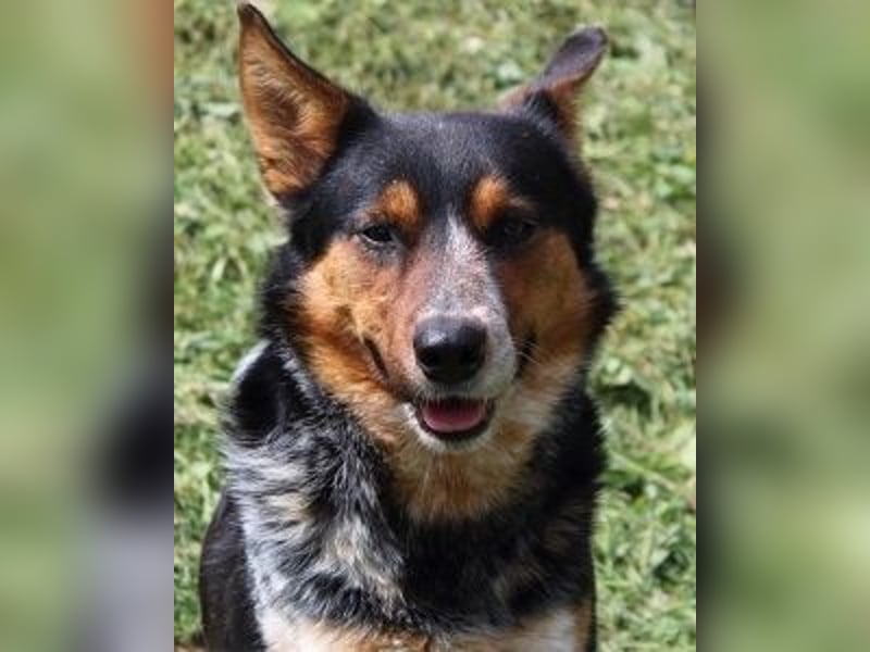 Parzifal - Ach, du heiliger Kauknochen ...!