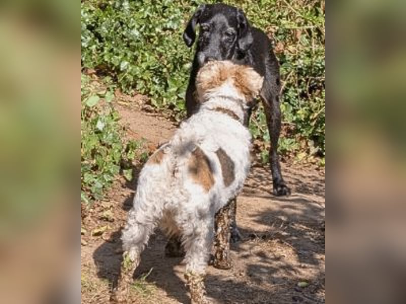 Sabrinetta - Alles, was Du willst, liegt jenseits dieser Mauern