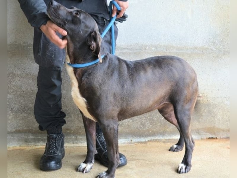 Perlyn - Charmante Ex-Sommerfigur mit Modelpotenzial